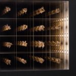 Attraction di Quentin Carnaille in Mostra da Pisa Orologeria