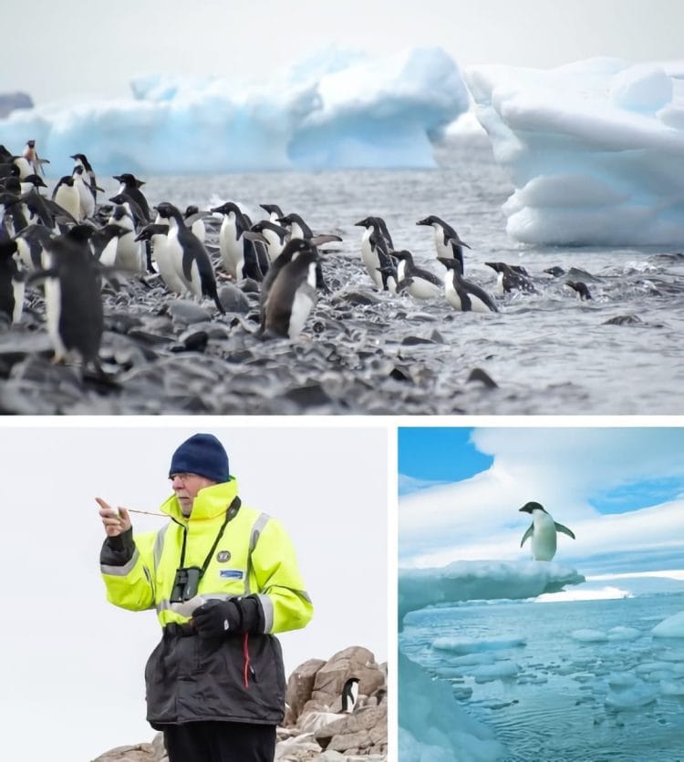 Oceanites — monitoraggio pinguini in Antartide, partnership con Nivada Grenchen Antarctic Erotic Ricercatori Oceanites monitorano una colonia di pinguini in Antartide, partner di Nivada Grenchen per la conservazione.